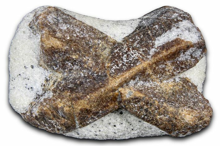 Twinned Staurolite Cross In Glittering Mica-Schist - Russia #380642